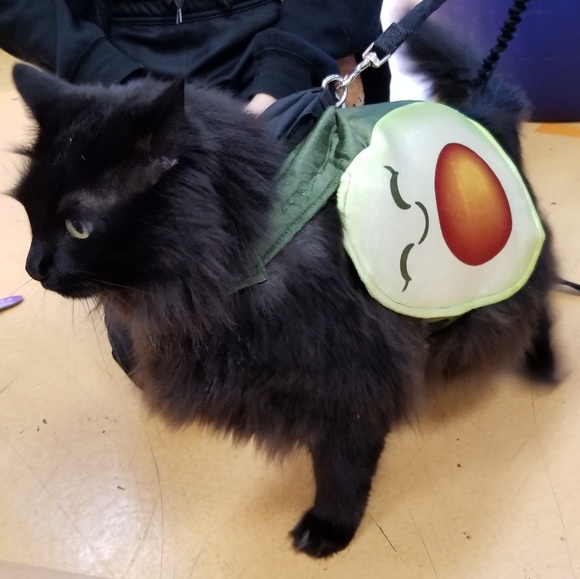 Meet your Posher, Caterina - Picture 6 of 8